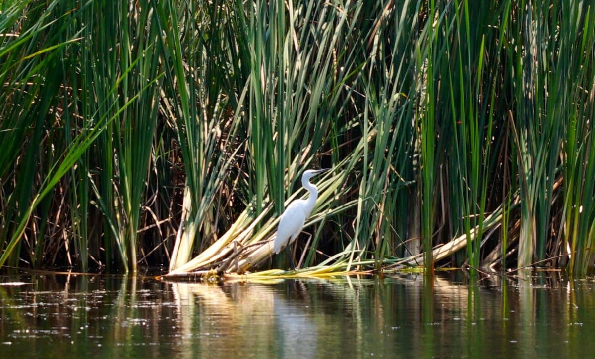Bucharest’s Delta inaugurates bird watching point