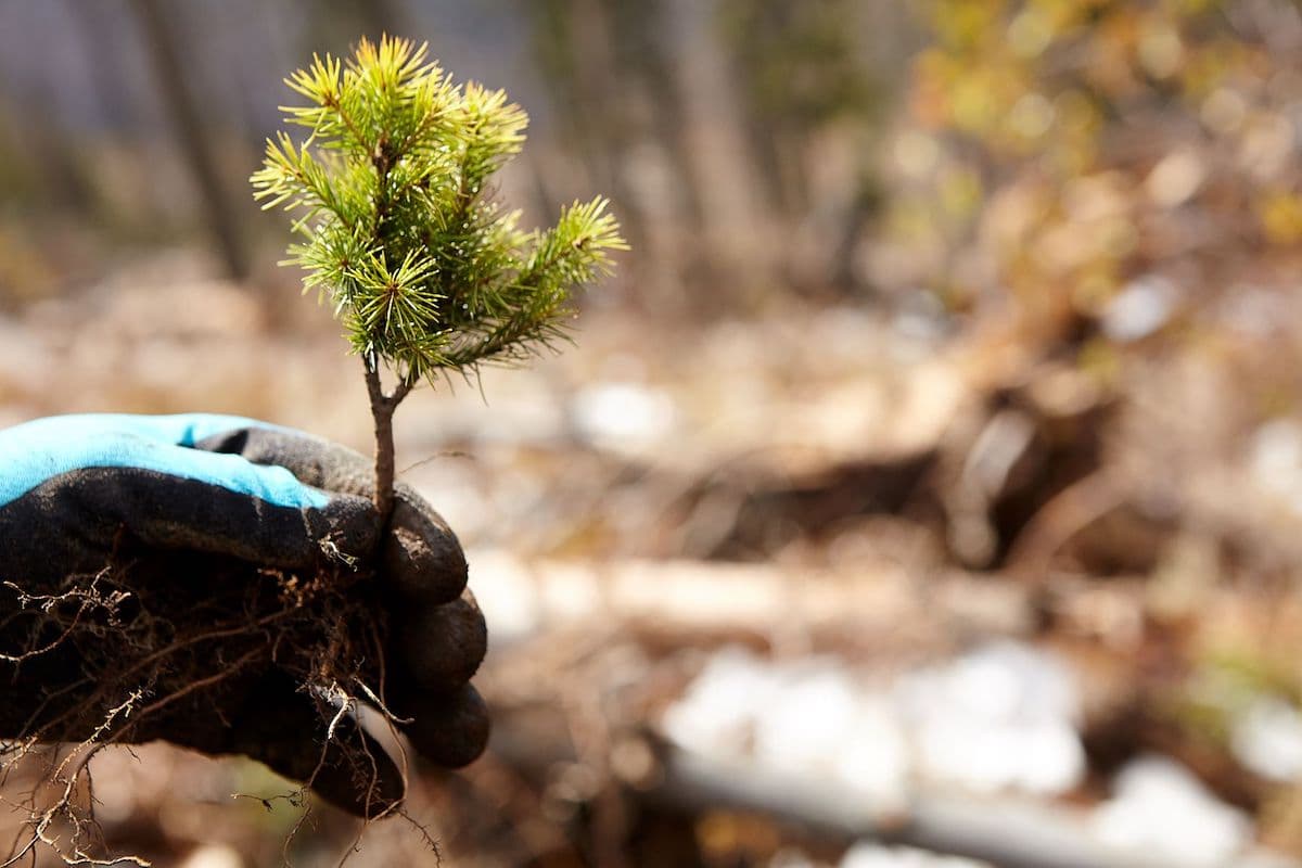 Environment NGO gets international support for its plans to set up Fagaras National Park