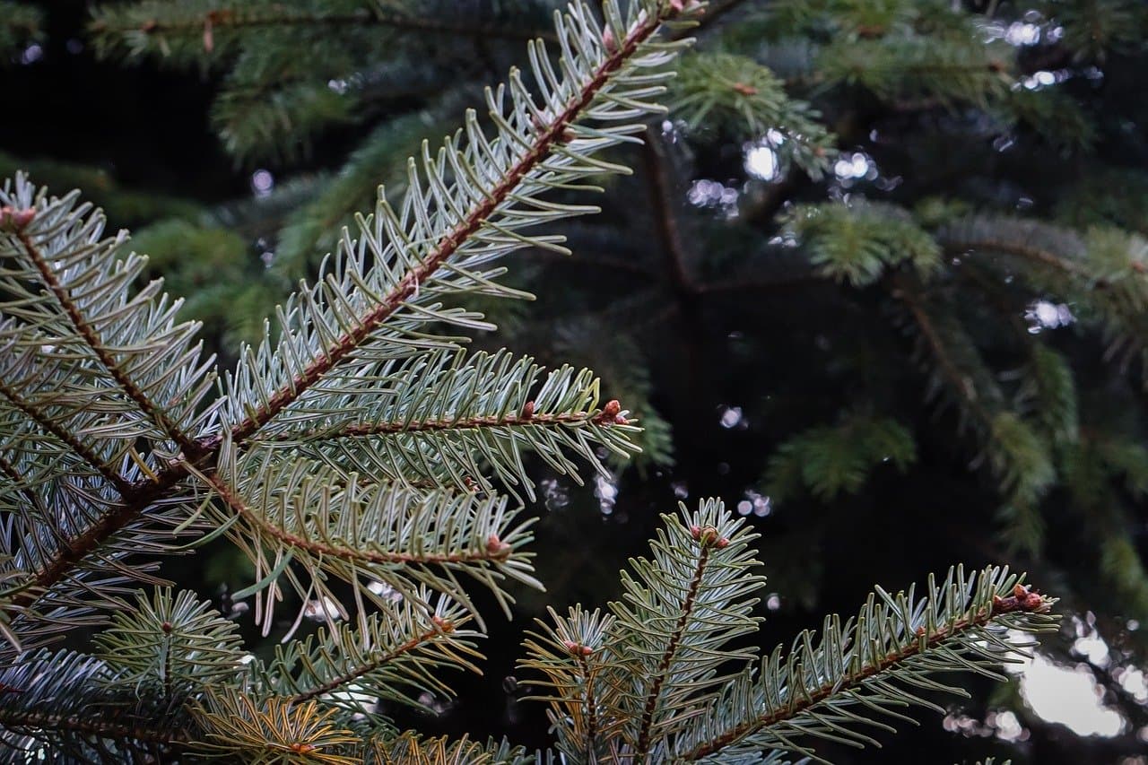 Romanian forest management company puts up for sale 40,000 Christmas trees