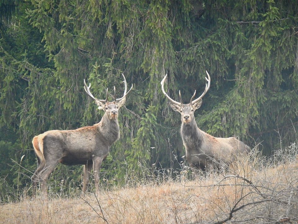 World Wildlife Day: Wild animals still roam in Romania’s forests