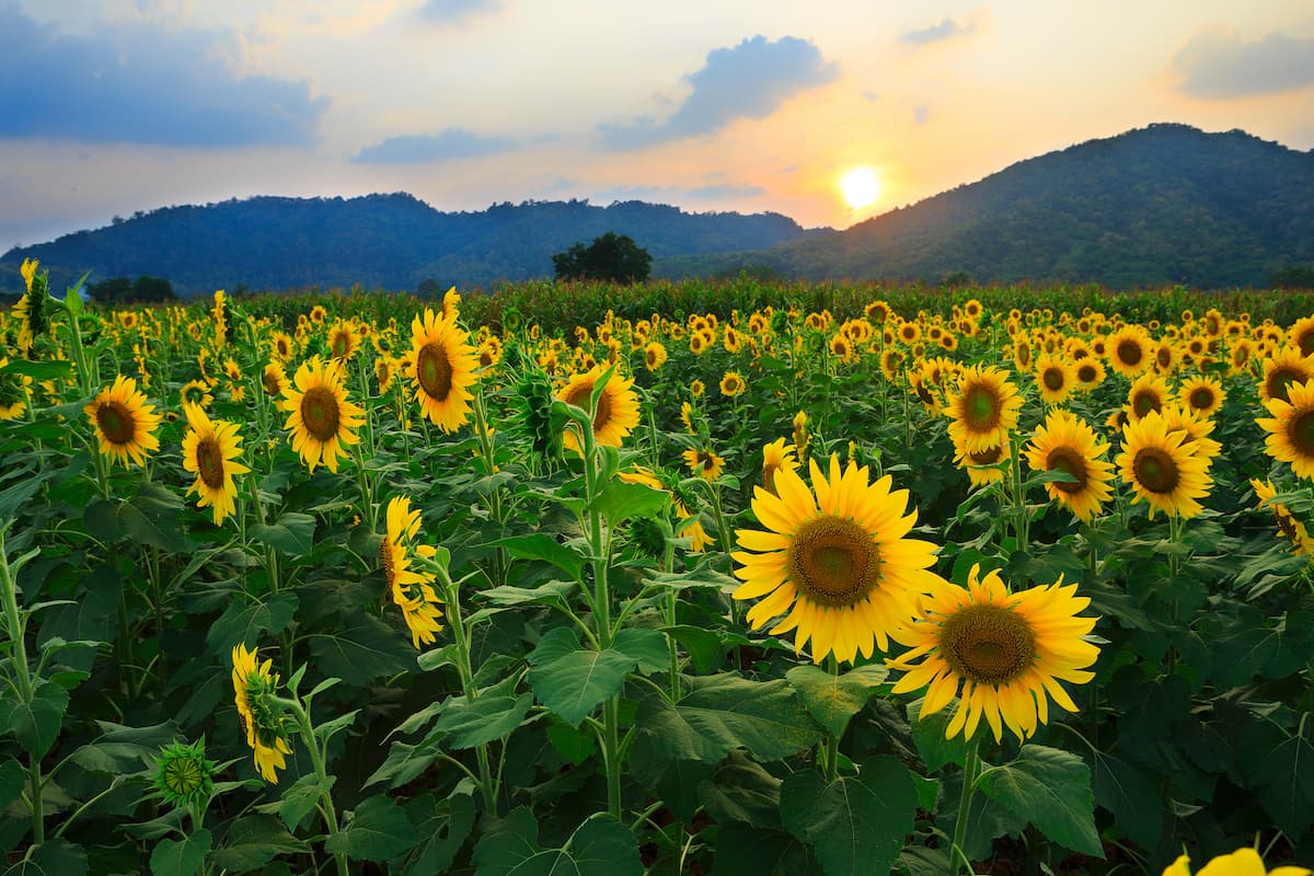 Romania’s maize and sunflower crops forecast to rebound strongly in 2026/27