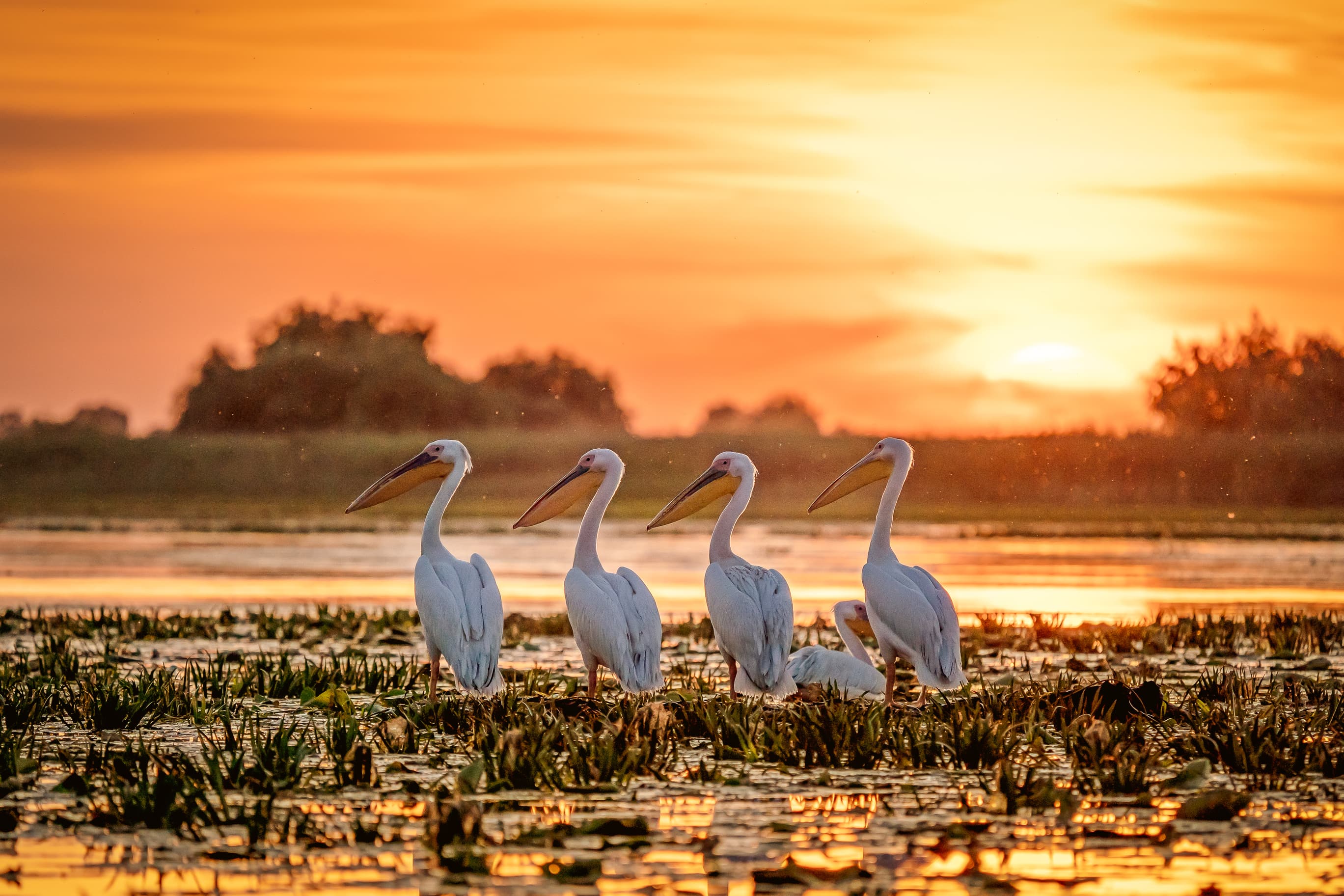 Photo of the day: the Pelicans of the Danube Delta