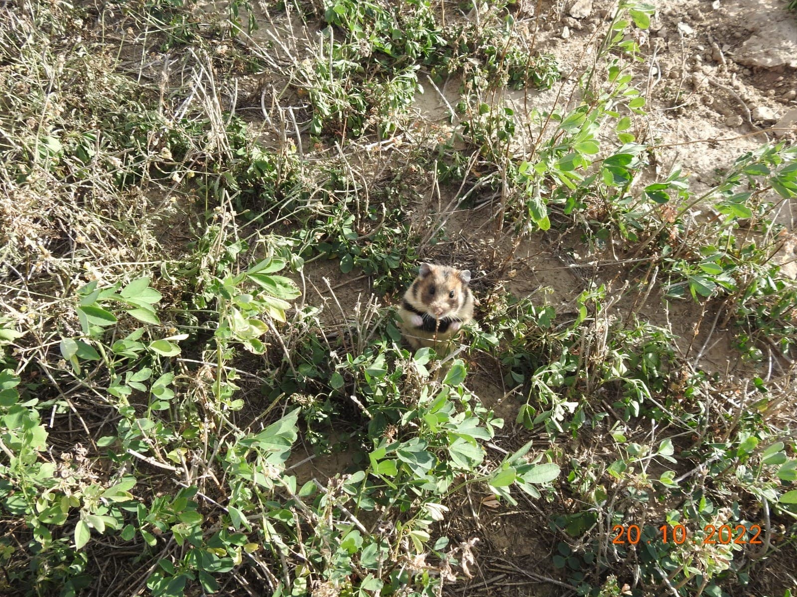Researchers find Romanian hamsters in the Danube Delta after three years of sustained work there