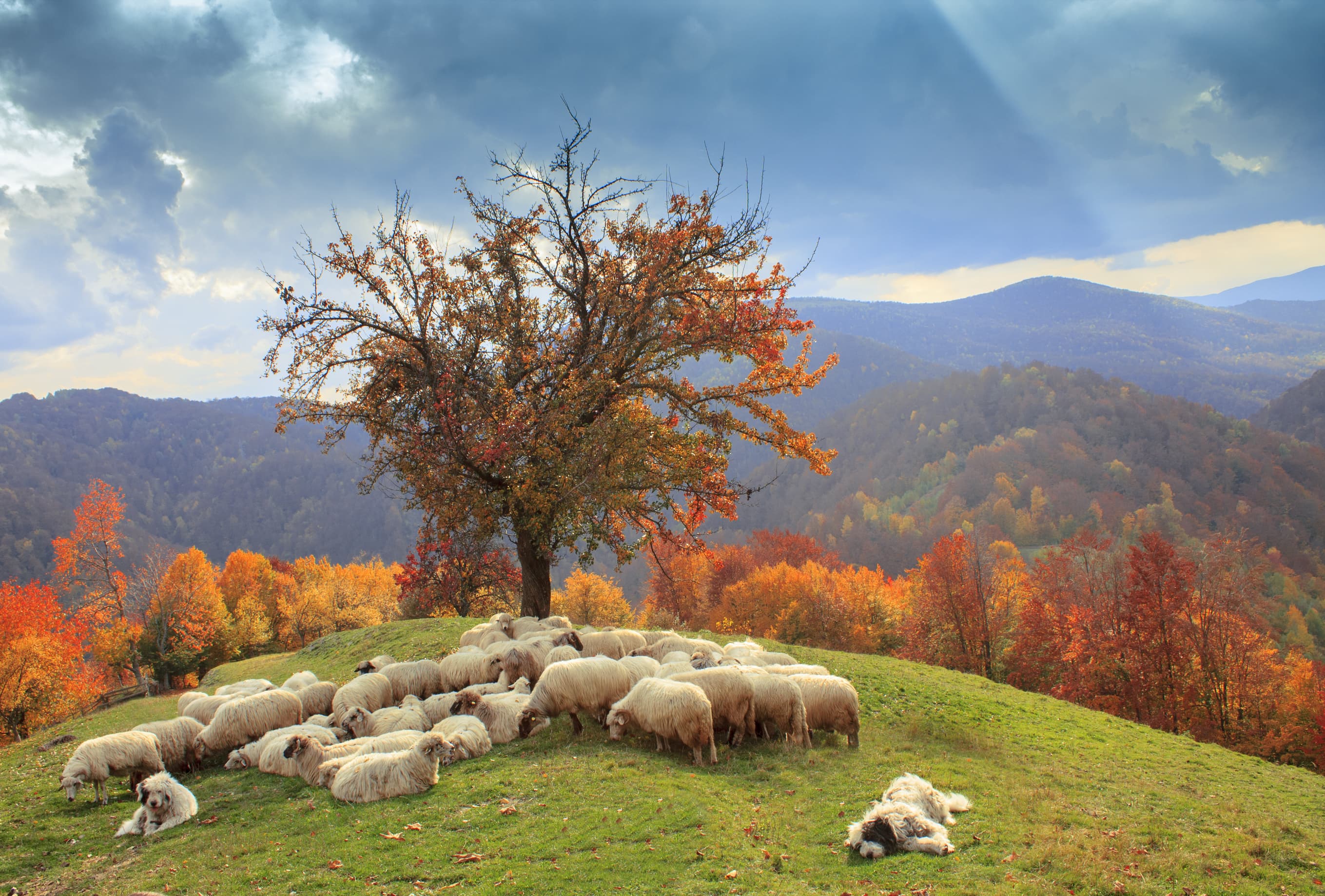 Romania Photo of the Day by Dreamstime: Shepherding in autumn colors