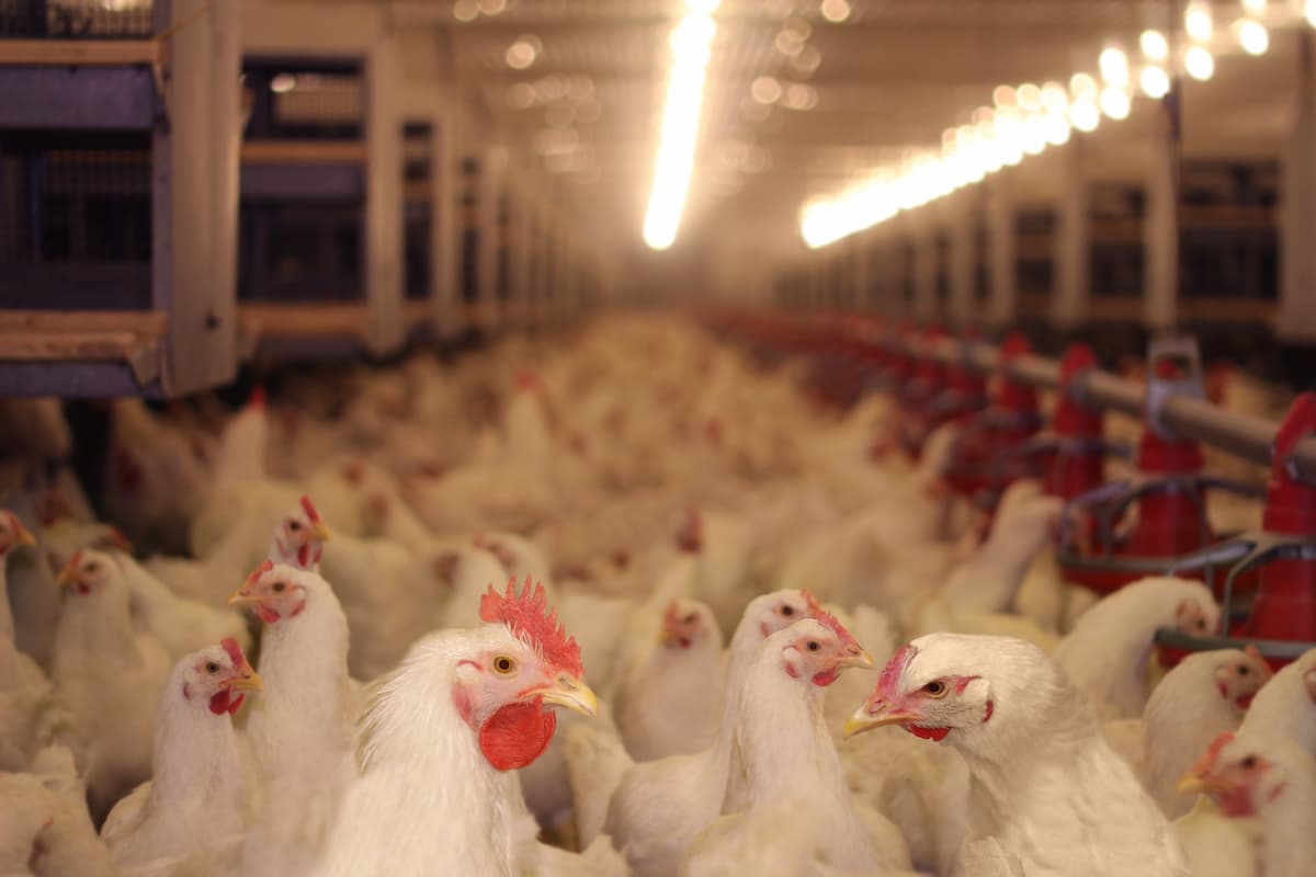 Romanian and Hungarian entrepreneurs invest EUR 10 mln to expand poultry operations in Transylvania