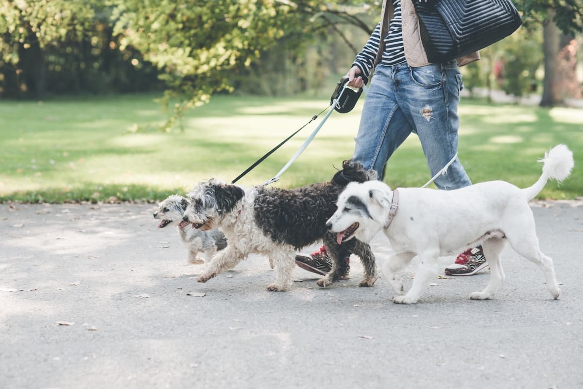 Cluj-Napoca City Hall welcomes pets, mayor says