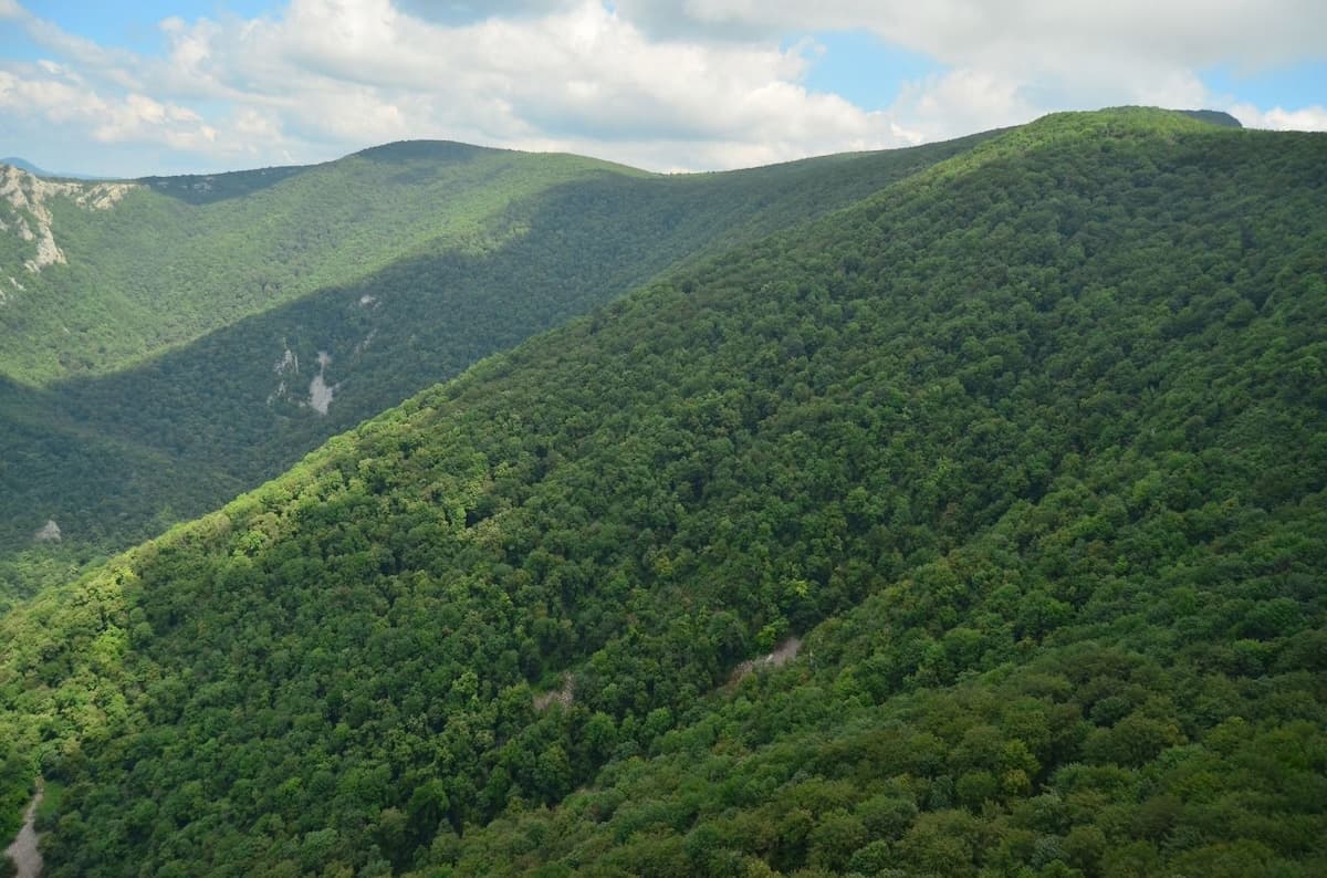Romania exceeded PNRR target for afforestation, reforestation, and new urban forests
