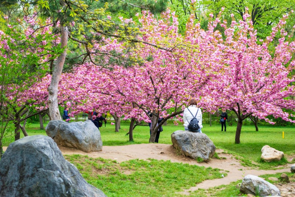 Weekend calendar: Open Streets, Dâmbovița Fresh Water, Hanami event, Easter fairs, Bucharest Street Food Fest and more