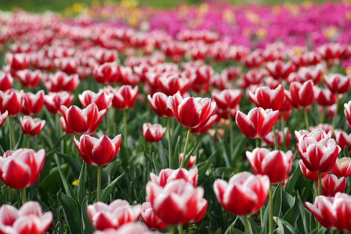 Chasing blossoms: Flower destinations and festivals to visit in Romania