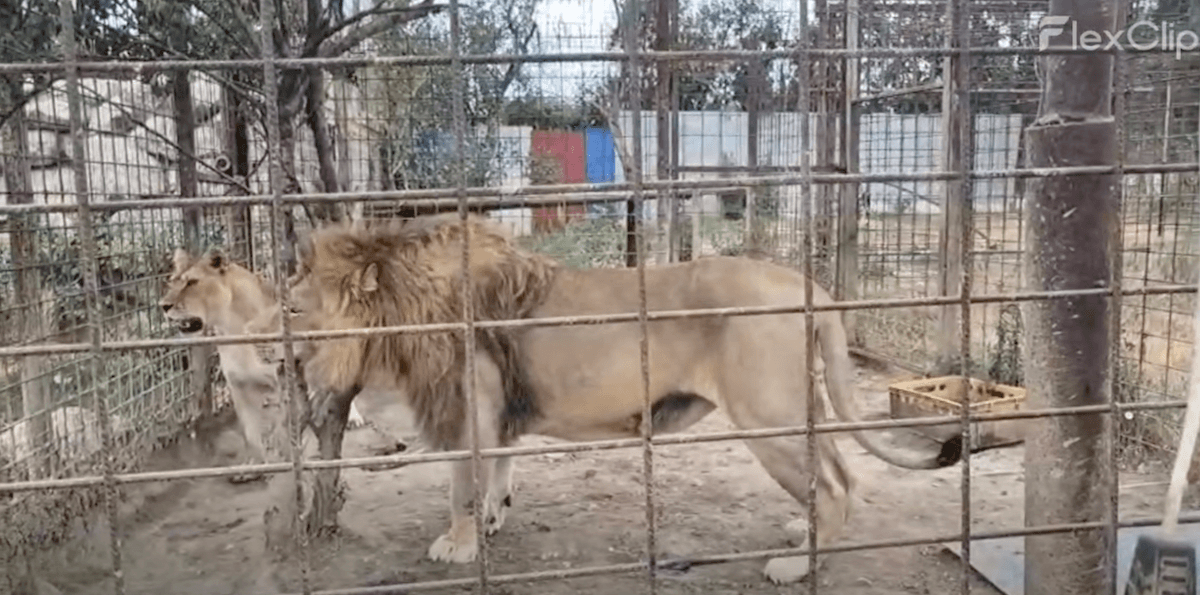 Illegal zoo in Romania’s Dâmbovița County shut down over animal mistreatment
