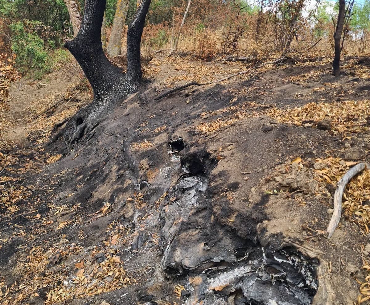 Underground fire affects 30 hectares in Romania’s Lunca Mureșului Natural Park