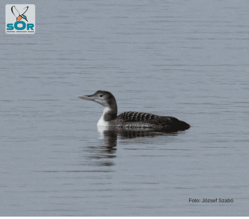 Arctic bird species, spotted for the first time in Romania