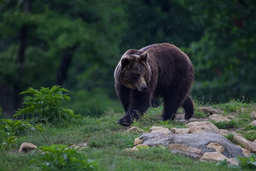 Nature in the Fagaras Mountains: Romania's brown bear