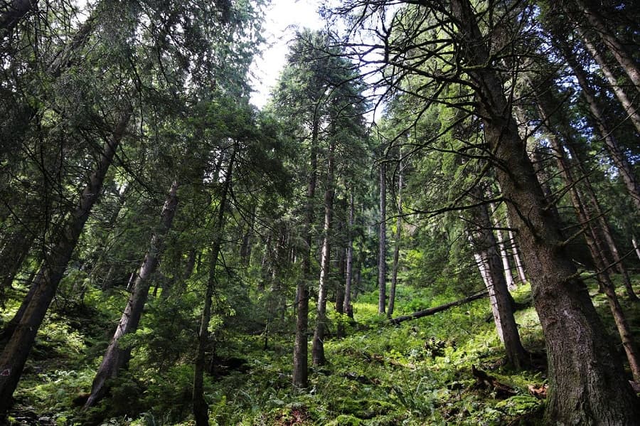 Romania wants to include virgin forests on UNESCO World Heritage list