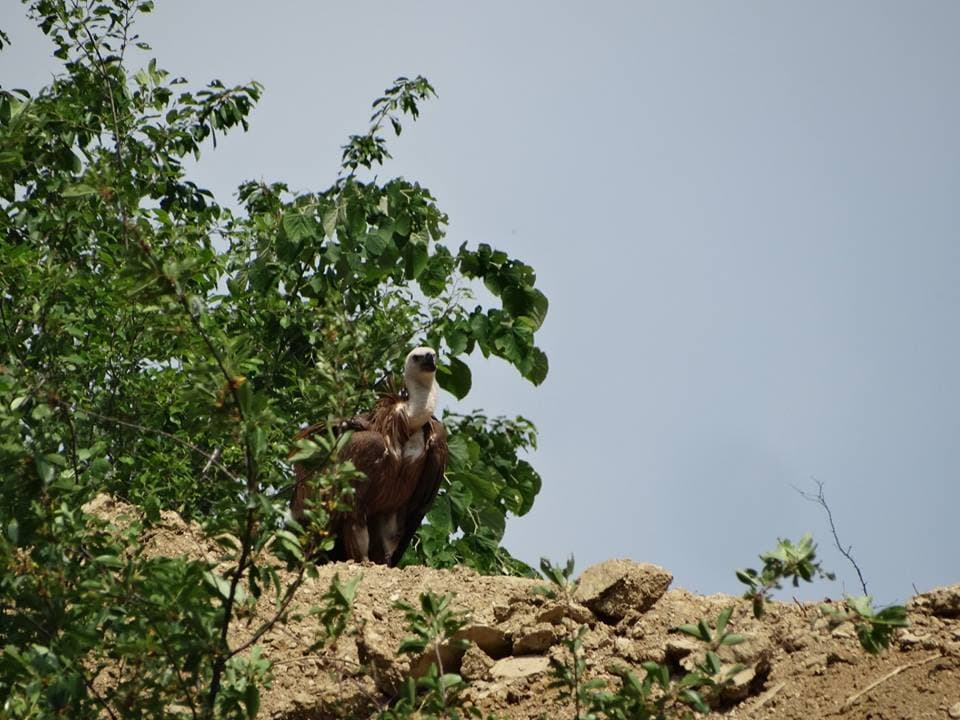 Rare sighting in Romania: Griffon vulture spotted in nature park