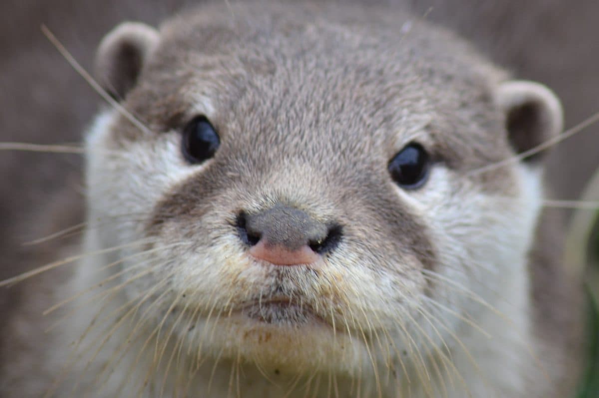 Road signs may tell drivers to watch out for otters near Bucharest’s Delta