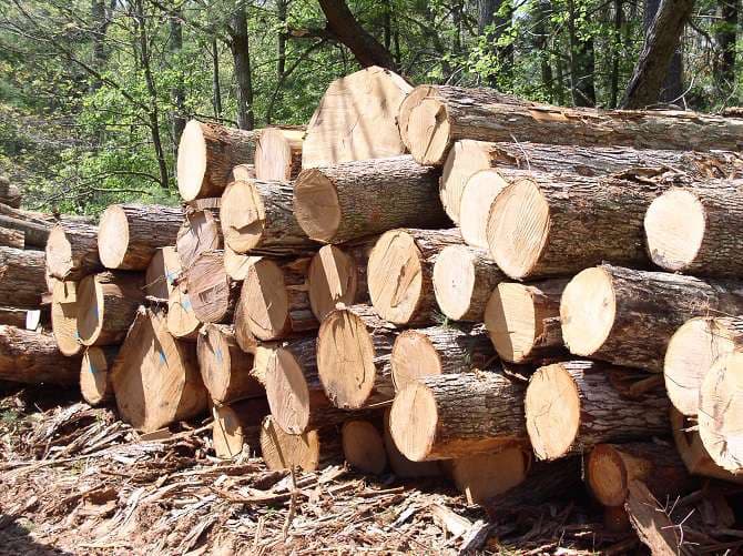 Romanians can report illegal logging cases on new Greenpeace platform